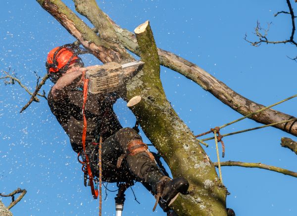 Tree Trimming Service in Cumming