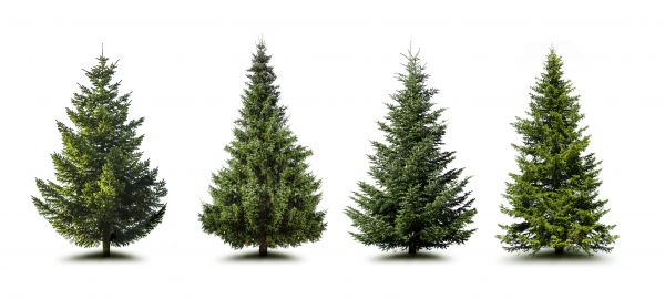 Cost of Pine Tree Trimming in Cumming