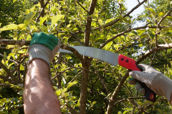 Apple Tree Trimming in Cumming
